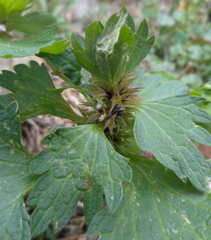 Lamium hybridum