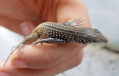 Aspidoscelis tigris