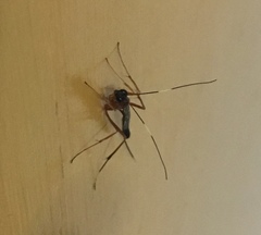 Nonninae