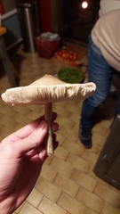 Macrolepiota mastoidea