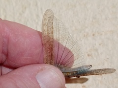 Sphingonotus rubescens