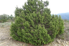 Juniperus phoenicea