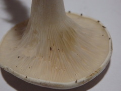 Clitopilus