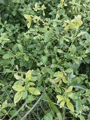 Alternanthera ficoidea