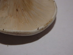Clitopilus