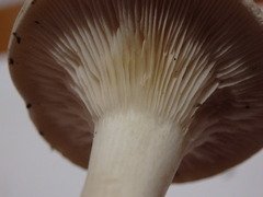 Clitopilus