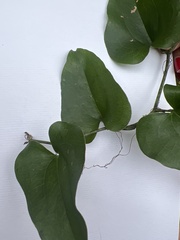 Smilax bona-nox