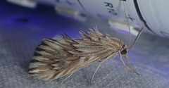 Cynaeda dentalis