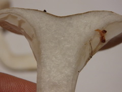 Clitopilus
