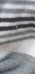 Chironomidae