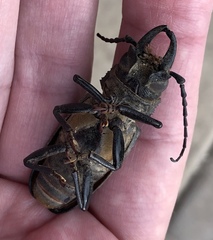 Nothopleurus lobigenis