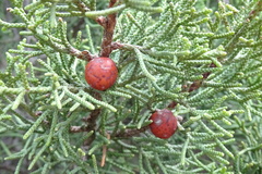 Juniperus phoenicea