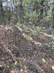 Pteridium aquilinum pseudocaudatum