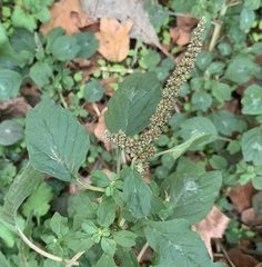 Amaranthus blitum