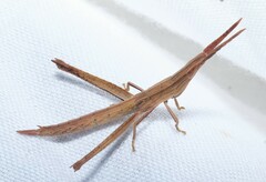 Achurum carinatum