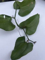 Smilax bona-nox