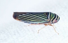 Tylozygus bifidus
