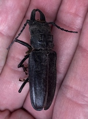 Nothopleurus lobigenis