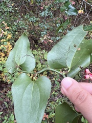Smilax bona-nox
