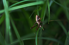 Metrioptera brachyptera