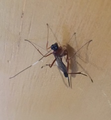 Nonninae