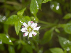 Stellaria flaccida