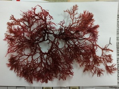 Sphaerococcus coronopifolius