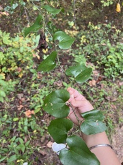 Smilax bona-nox
