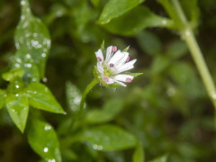 Stellaria flaccida