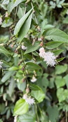 Lepidaploa tarijensis