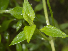 Stellaria flaccida