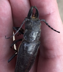 Nothopleurus lobigenis