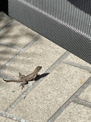 Leiocephalus carinatus