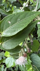 Lepidaploa tarijensis