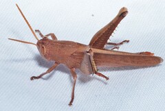 Schistocerca damnifica