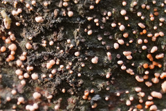 Nectria cinnabarina