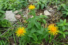 Pentanema salicinum