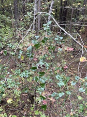 Smilax bona-nox