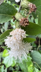 Lepidaploa tarijensis