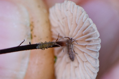 Orchesella flavescens