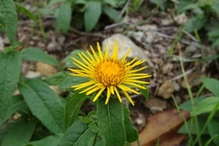 Pentanema salicinum