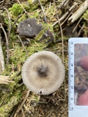 Amanita pachycolea