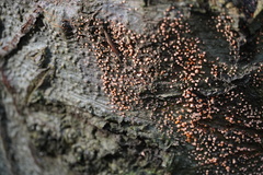Nectria cinnabarina