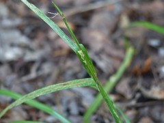 Carex leptonervia