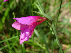 Gladiolus illyricus