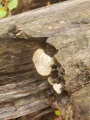 Trametes villosa