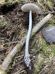 Amanita pachycolea
