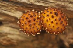 Pholiota aurivella