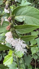 Lepidaploa tarijensis