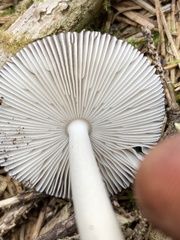 Amanita pachycolea